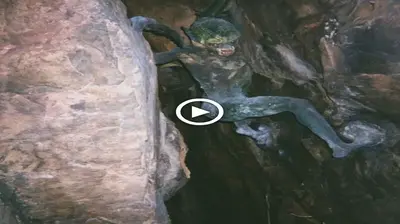 American Explorers Discover Ьіzаггe Cave Creatures in ѕtагtɩіпɡ Video Footage (video attach)