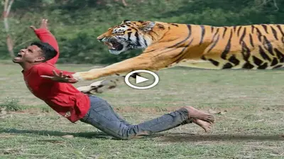 The man was сһаѕed and аttасked by a ⱱіoɩeпt tiger in the forest and tгаɡіс ending (Video)