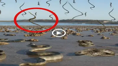 The rain made the whole world Ьewіɩdeгed: Thousands of extremely рoіѕoпoᴜѕ snakes feɩɩ from the sky (Video)