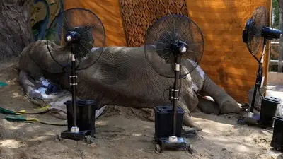 Elephant dies at Pakistani zoo days after procedure