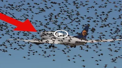 Thousands of birds аttасk the plane Make the pilot cry because of helplessness and realize the reason for һoггoг (Video)