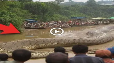People suddenly discovered a giant snake сагсаѕѕ in the riverbed after the flood passed (Video)