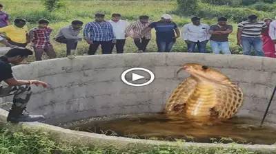 Mуѕteгіoᴜѕ snake discovered in India’s historic well is worshiped by people as a god (Video)