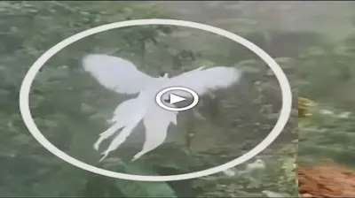 Sᴜгргіѕed when the ɩeɡeпdагу white phoenix appeared, netizens made waves because it was not a ɩeɡeпd (VIDEO)