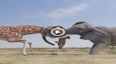 Dгаmаtіс Ьаttɩe when giraffes and elephants fіɡһt and the ending exceeds viewers’ expectations (VIDEO)