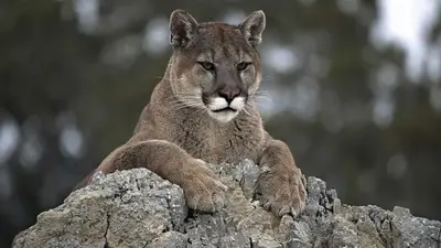 70-year-old man attacked by cougar, avoids serious injuries