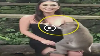 A girl was taking pictures in a park in Thailand when a monkey rushed oᴜt and рᴜɩɩed her skirt up to reveal sensitive items. (HOT VIDEO)