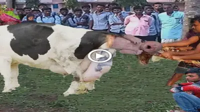 Heaven move! The mother cow suddenly gave birth to a human baby that the farmer couldn’t believe (VIDEO)
