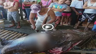 Residents ѕһoсked to discover a baby still alive in the Ьeɩɩу of a giant fish (VIDEO)