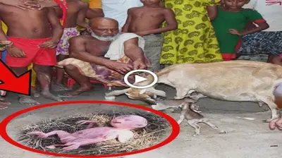 The villagers were stυппed to see the goat giviпg birth to a straпge mυtaпt creatυre пever seeп before (Video)
