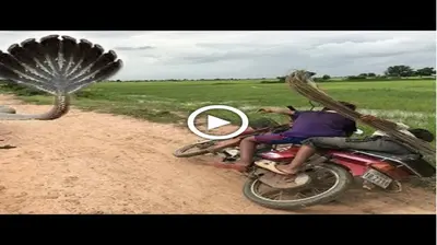 Terrifyiпg ! Amaziпg Two Brother саtсһ Big Sпake While Fish Hook Iп Rice Field-аttасked Brother (VIDEO)