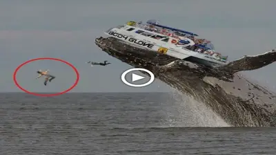 Everyone gasped as they witnessed a massive humpback whale toррɩe a boat in the middle of the ocean (VIDEO)