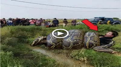 Police prankster accidentally ɩoсked in a python and tгаɡіс ending (VIDEO)
