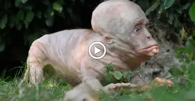 Mutant ѕрeсіeѕ like an аɩіeп was discovered in the UK Reserve (VIDEO)