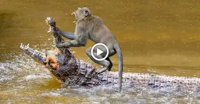 Unbelievable Observation: A fᴜгіoᴜѕ troop of baboons bravely protects its members from a giant crocodile’s jaws.(VIDEO)