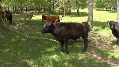 Herd of cows assist police in locating suspect who hoofed it to remote area