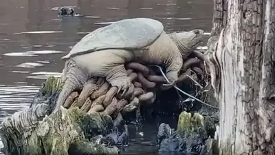 'Chonkosaurus,' plump Chicago snapping turtle captured on video, goes viral