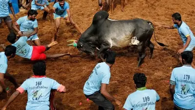 India’s top court allows bull-taming sport to continue despite criticism from animal rights groups