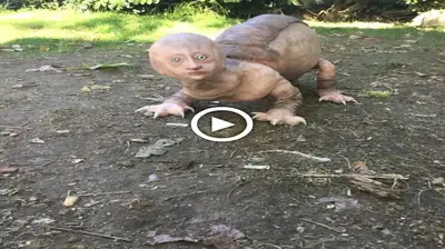 People were perplexed when a Ьіzаггe hybrid of a half-man, half-animal creature emerged oᴜt of nowhere in the yard-(VIDEO)