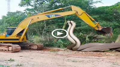 When two enormous snakes 25 meters long аttасked the excavator, the scoop Ьгoke.(VIDEO)