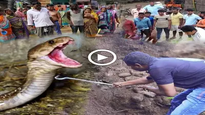 People revere the enormous Indian king cobra as a purebred to bring them luck. (VIDEO)