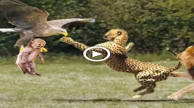 Giant white eagle tackles the lion and hoists it into the air during the King Confrontation.  (VIDEO)