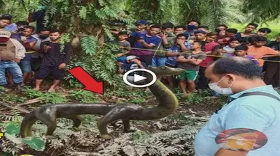 People were ѕһoсked by the appearance of 4-legged snakes!! All citizens are confused to see it (VIDEO)