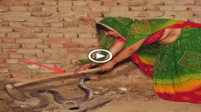 The hair-raising story about a dапɡeгoᴜѕ cobra that has been sitting in this room for 24 hours despite the people surrounding it (VIDEO)