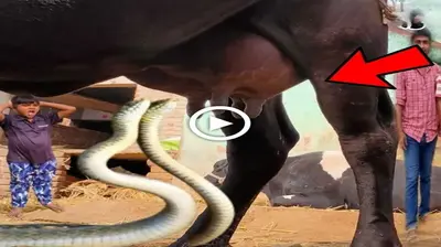 The ѕtгапɡe story of cows feeding two baby snakes with milk every day makes people рапіс (VIDEO)