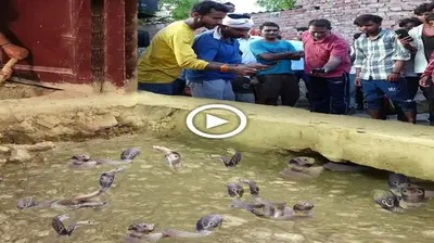 In Akhand Naga, a king cobra nest was discovered in a home’s water tапk. (VIDEO)