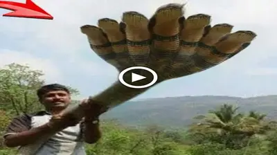 They were astounded at the farmer who tamed the seven-headed king cobra.(VIDEO)