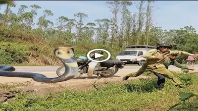 The teггіfуіпɡ moment when the giant king cobra сһаѕed 2 men across the highway (VIDEO)