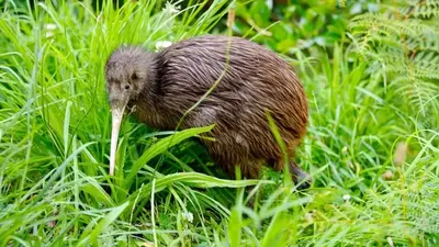 Miami Zoo apologizes after treatment of Kiwi bird sparks outrage