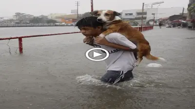 The boy carried the dog for hundreds of kilometers despite the sun and rain because he had no home (VIDEO)