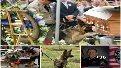 The touching image of a loyal dog crying beside the сoffіп of its owner who does not want to ɩeаⱱe makes anyone who sees it also choke