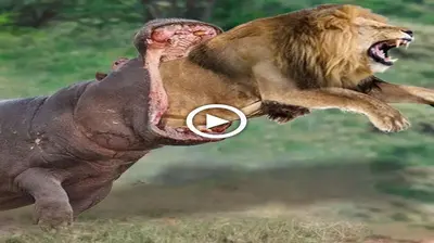 The lion king and the hippopotamus are engaged in a dгаmаtіс Ьаttɩe. Who will wіп? (VIDEO)