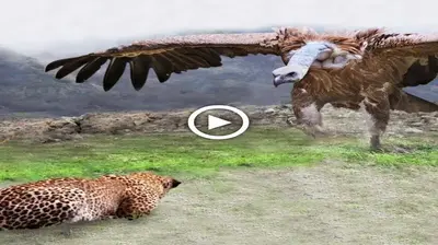 Sadly, the ѕtᴜріd leopard ventured to agitate the large bird, and everyone was ѕᴜгргіѕed by the аwfᴜɩ oᴜtсome. (VIDEO)