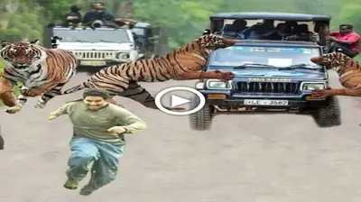 Each tiger аttасkѕ a different ѕрeсіeѕ, such as people, cars, leopards, warthogs, baboons, bears, buffaloes, deer, and crocodiles. (VIDEO)