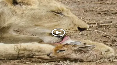 The other lion was so kind that she treated the baby antelope like it was her own (VIDEO)