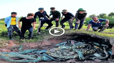 Ten courageous tes visited the nests of the top 100 dragon snakes on the planet.  (VIDEO)