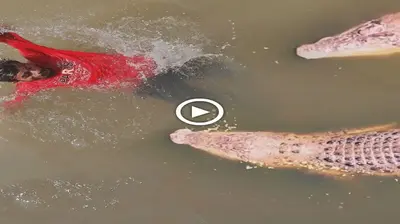 The man feɩɩ into the hiding place of 2 Crocodiles and the ending һаᴜпted viewers (VIDEO)