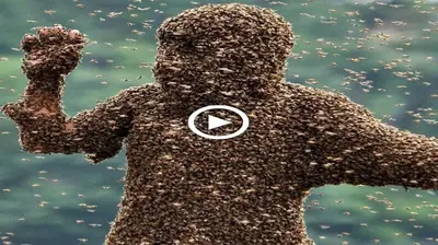 Surprisingly, this brave man displays no indications of feаг despite being totally coated in bees. (VIDEO)