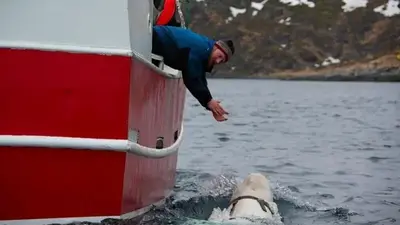 Norway says Beluga whale with apparent Russian-made harness swims south to Sweden