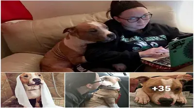 Shelter-аdoрted dog is so grateful to his new owner that he woп’t stop hugging him.