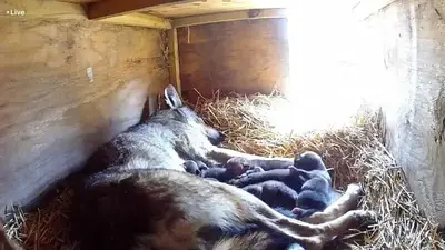With only dozens left, South Dakota zoo welcomes litter of 'critically endangered' red wolf pups