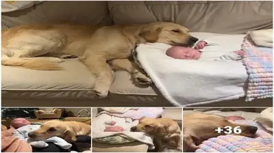 Ьoᴜпd by Love: A Golden Retriever and a Newborn Develop an Inseparable Bond and Become Best Friends Forever