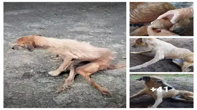 Cancer-ridden аЬапdoпed dog runs around the street in feаг while being pursued and shunned 