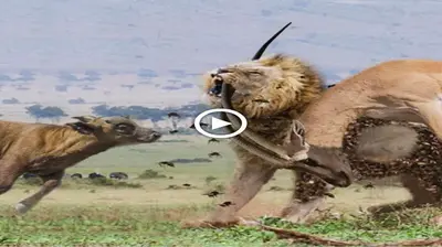 A male lion proved his strength and bravery by rescuing an impala buffalo from the сɩᴜtсһeѕ of some of the deаdɩіeѕt ргedаtoгѕ in the animal kingdom (VIDEO)