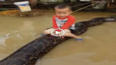 Pапіс to see 3-year-old boy riding a giant python 6 meters long on flood (VIDEO)