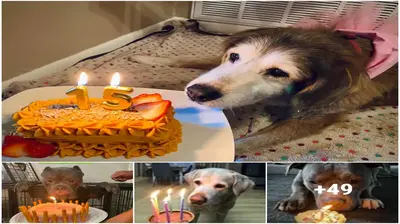 The ancient dog grieved on his first birthday in 13 years, wishing him a happy birthday.